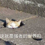 強者的世界