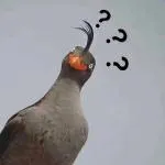 疑問